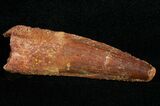 Juvenile Spinosaurus Tooth - Aquatic Dinosaur #10929-1